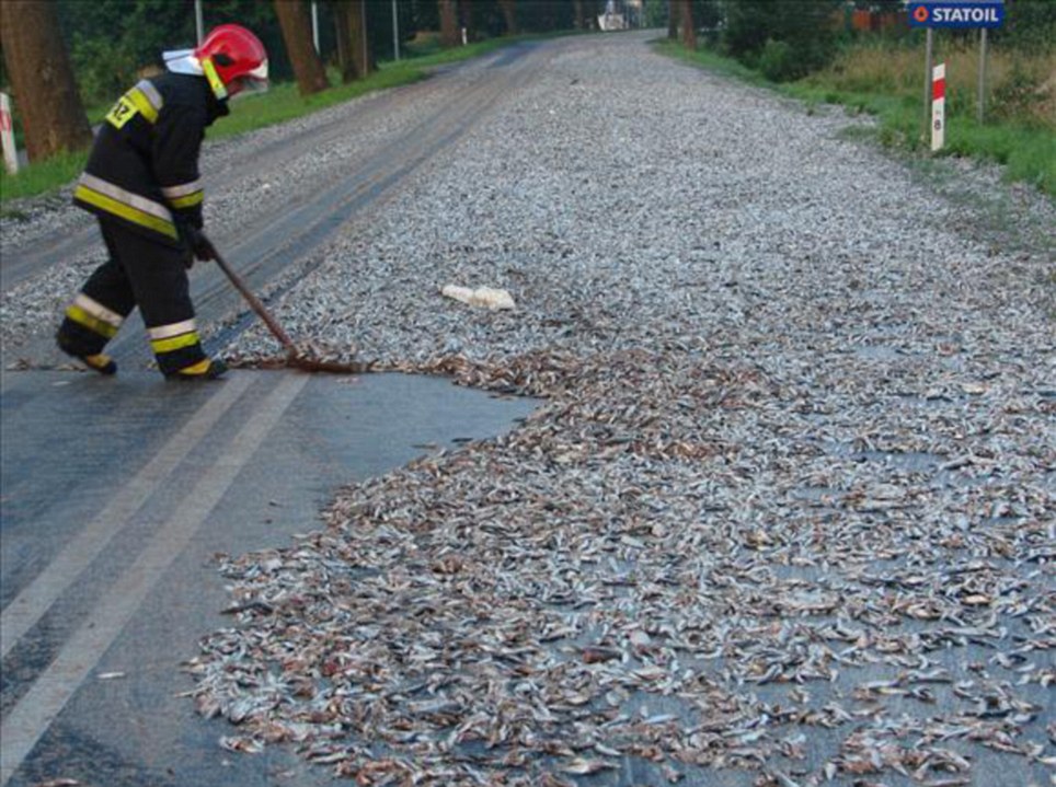 波兰司机忘关车门 24吨鱼洒路面