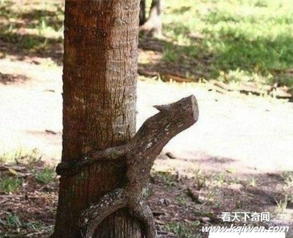 是我们想的太龌龊还是大自然太神奇