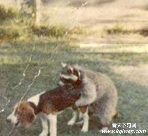 动物滥爱的超猛场面 强暴异类疯狂性图盘点(组图)