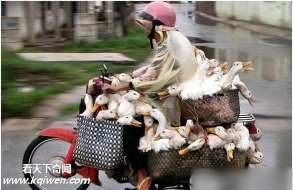 搜罗各地的摩托车强人 让人笑抽了(组图)